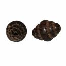 Perla di legno - Shell - Perla di legno per catene