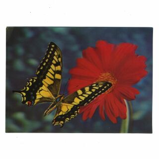 3D Lentikular Postkarte - Schmetterling 2 - Karte mit Effekt