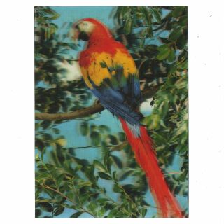 3D Lenticular Postcard - Parrot 2 - Postcard with effect