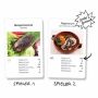 Card game - Edible Insects