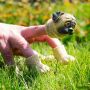 Finger Hund - Handipug - Fingerpuppe