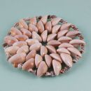 Posavasos redondos hechos de conchas - beige - diámetro 10 cm