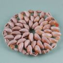 Coasters round made of shells - beige - diameter 10 cm
