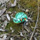 Blechspielzeug - Frosch mit Wackelaugen - klein - Blechfrosch
