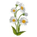 Aufnäher - Gänseblümchen - Pflanze -...