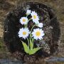 Patch - Daisy - plant - white - Patch