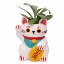 Flower pot planter vase - Maneki Neko lucky cat - ceramic