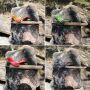 Vogel Pfeife Bambus mit Aufsatz Flöte einfaches Musikinstrument