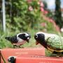 Tin toy pecking bird 9cm sturdy tin bird wind-up bird