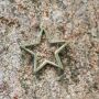 Pendant for necklace - Star